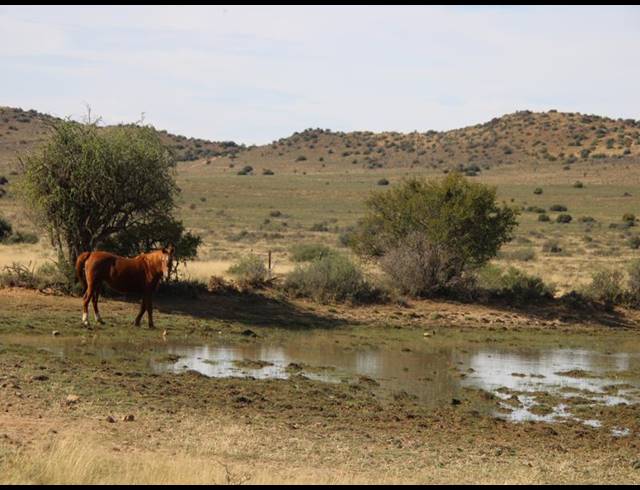 31HA FARM FOR SALE IN MIDDELBURG RURAL